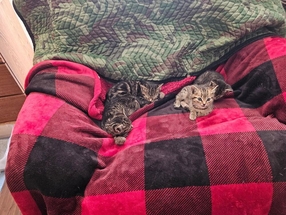 Maple, Adoptable, Kitten Female Domestic Short Hair.