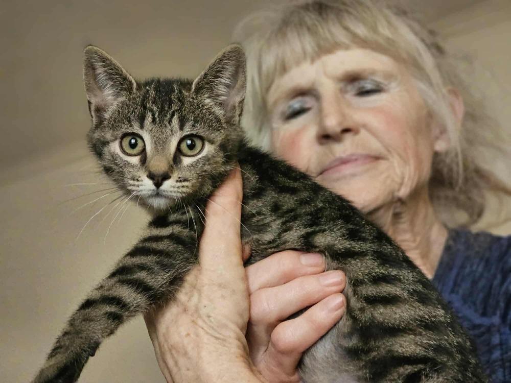 Enlarge Maple, a Adoptable Domestic Short Hair in Kannapolis, NC image 2/6