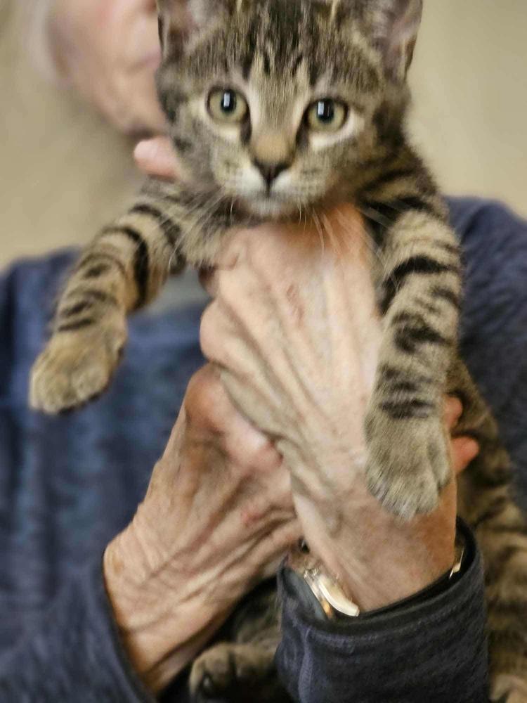 Maple, Adoptable, Kitten Female Domestic Short Hair.