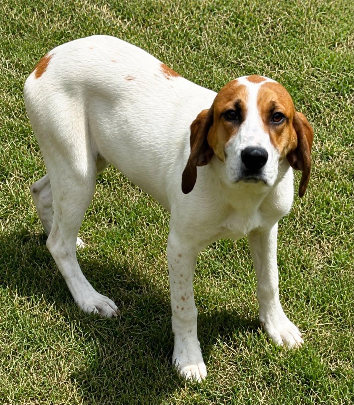 Dolly, Adoptable, Young Female Mixed Breed.