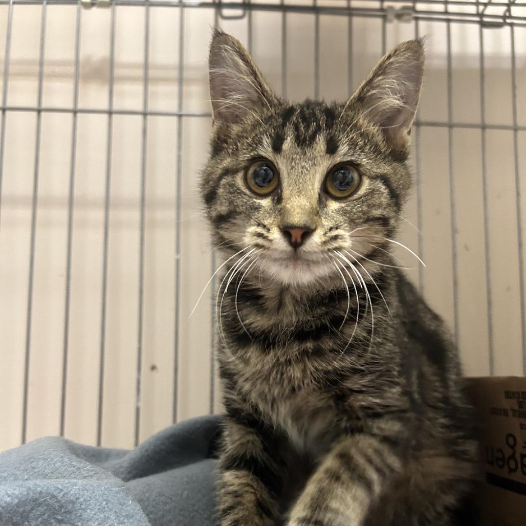 Marci, Adoptable, Young Female Domestic Short Hair.