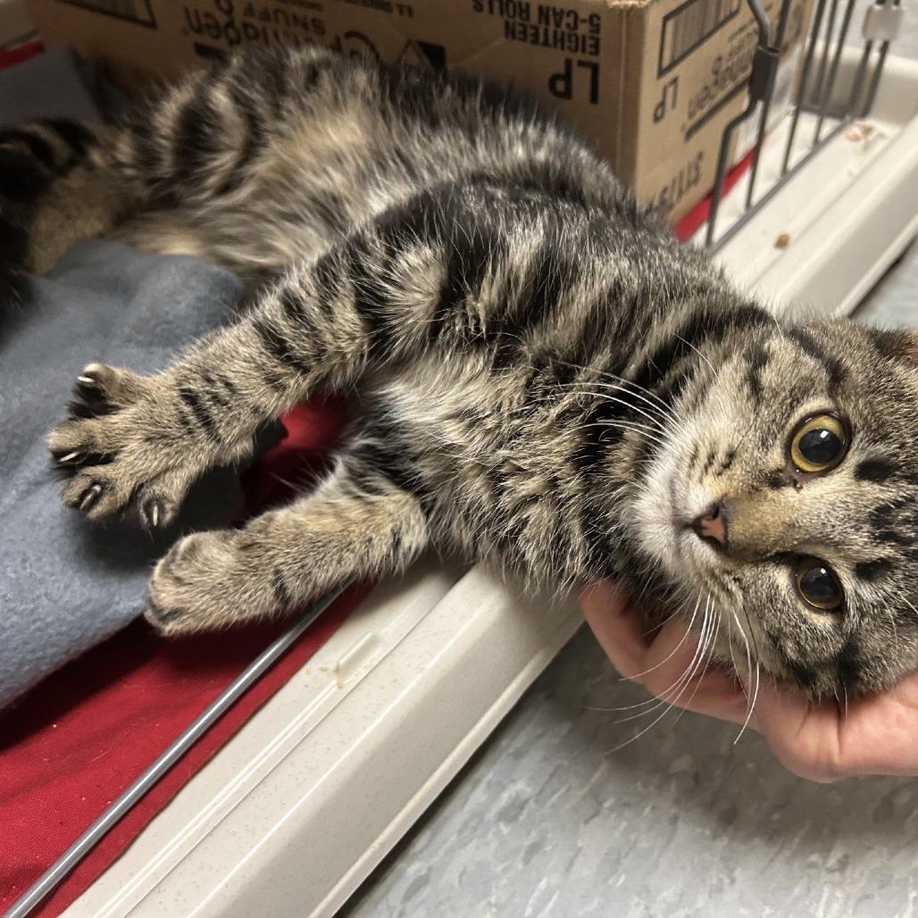 Enlarge Marci, a Adoptable Domestic Short Hair in Branson, MO image 3/3