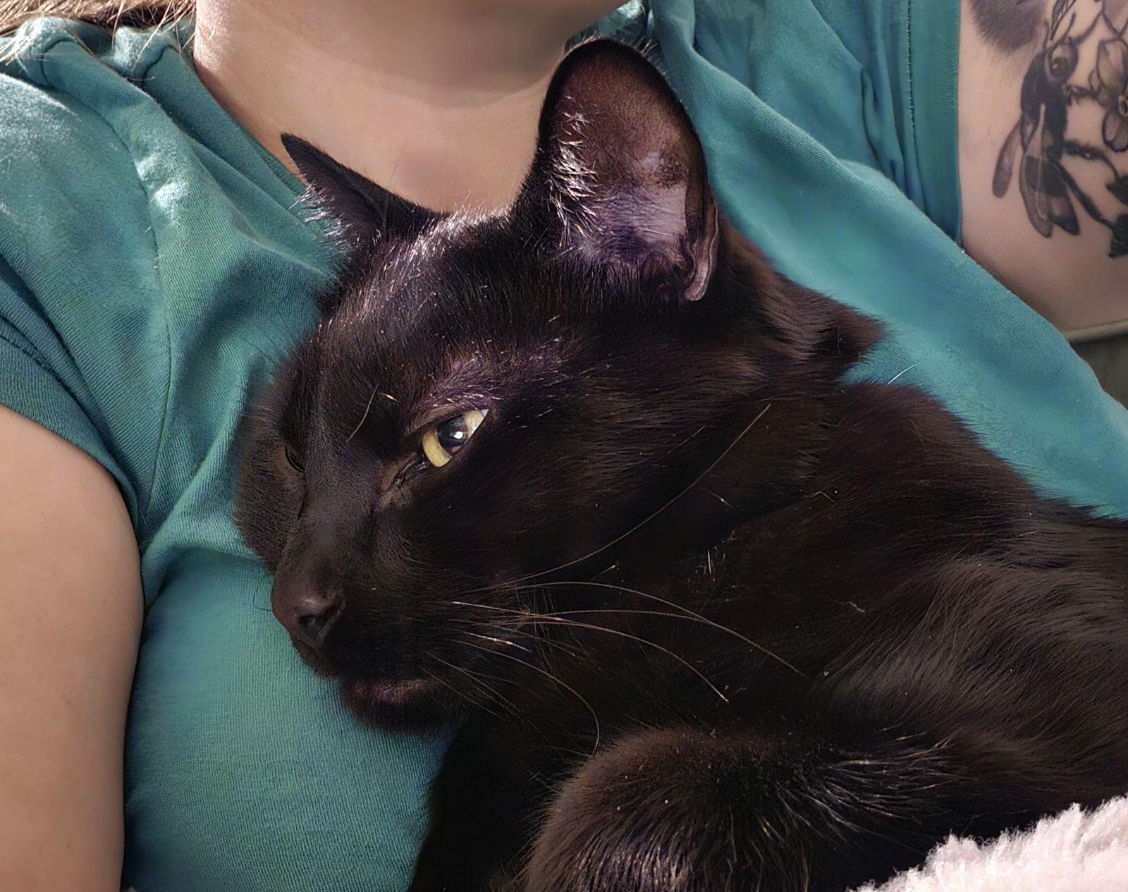 Enlarge Quincy, a Adoptable Domestic Short Hair in Somerville, MA image 1/3