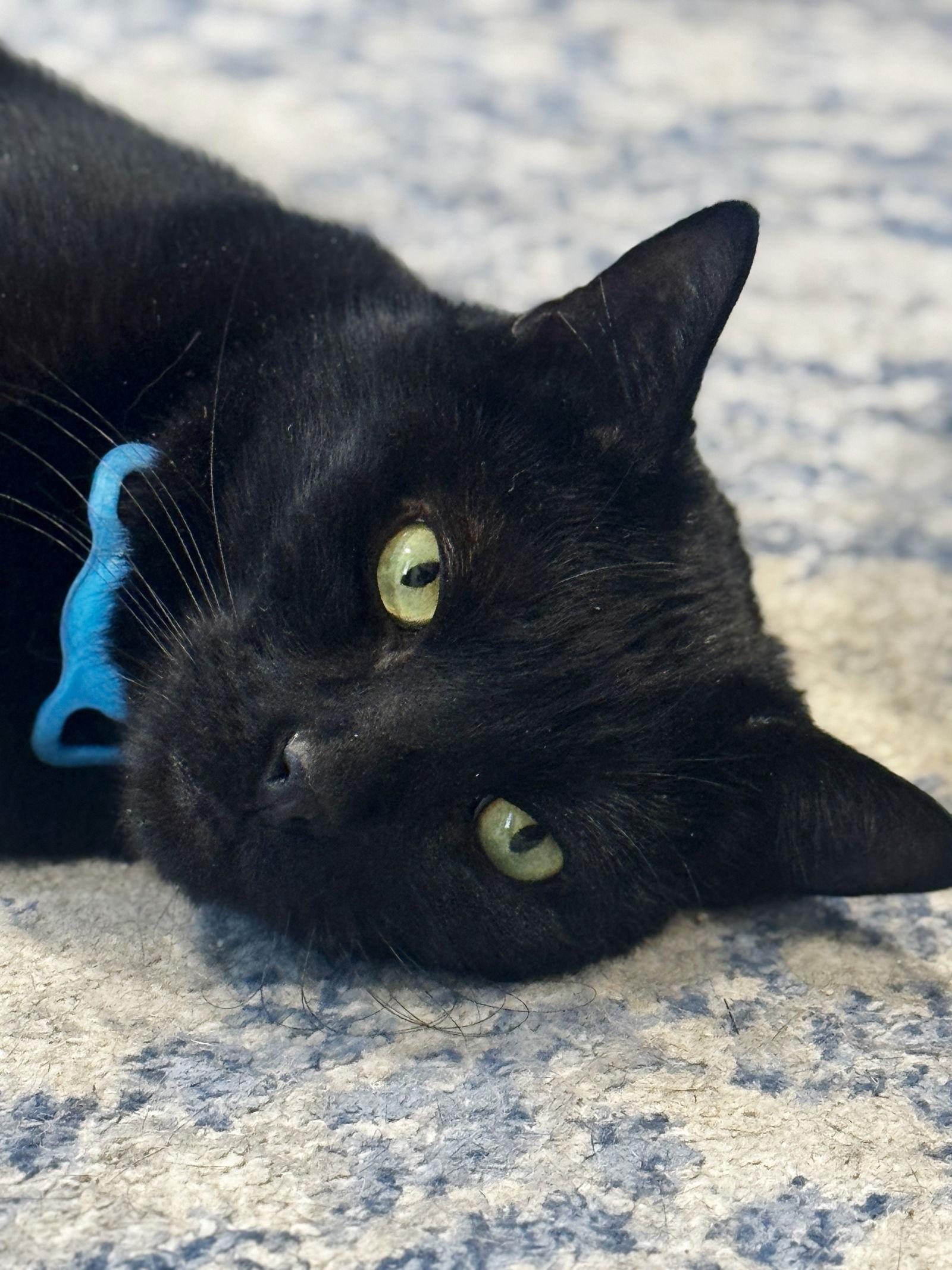 Enlarge Quincy, a Adoptable Domestic Short Hair in Somerville, MA image 2/3
