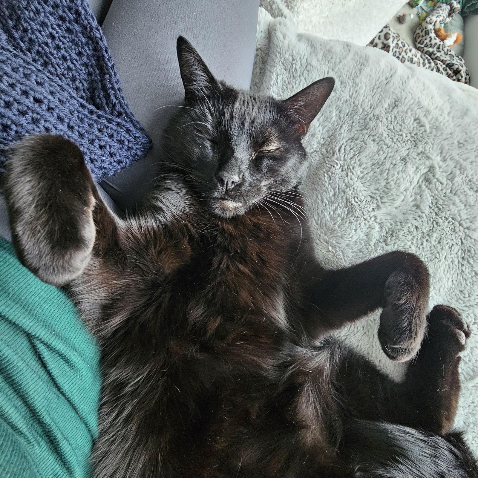 Enlarge Quincy, a Adoptable Domestic Short Hair in Somerville, MA image 3/3