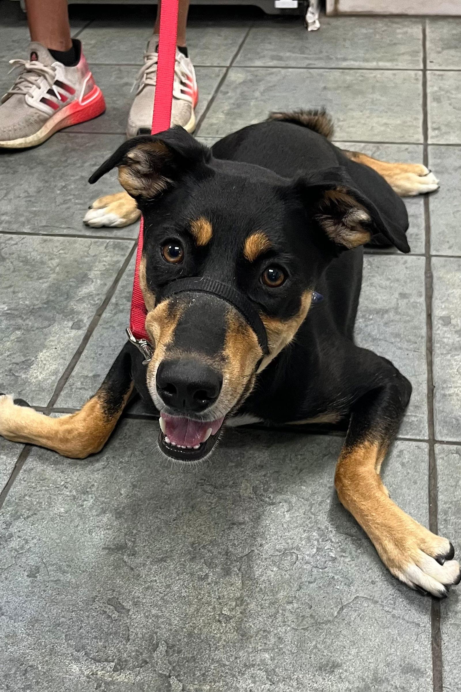 Honey 3374, a Adoptable Mixed Breed in Oakland Park, FL image 1/3