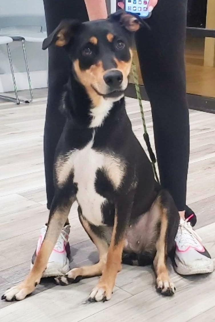 Honey 3374, a Adoptable Mixed Breed in Oakland Park, FL image 2/3