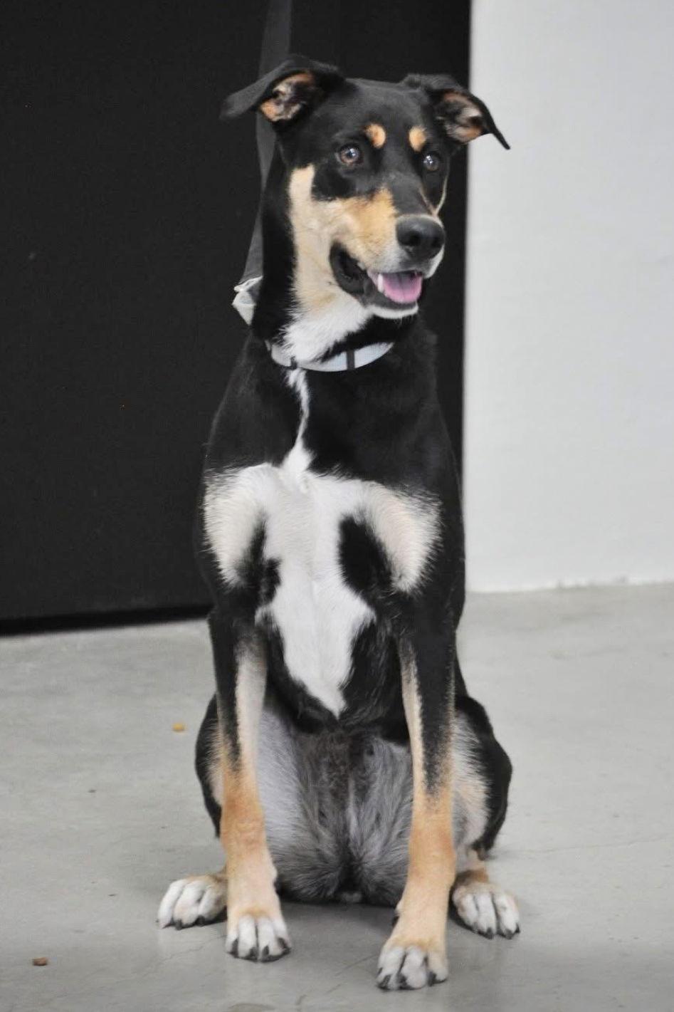 Honey 3374, a Adoptable Mixed Breed in Oakland Park, FL image 3/3