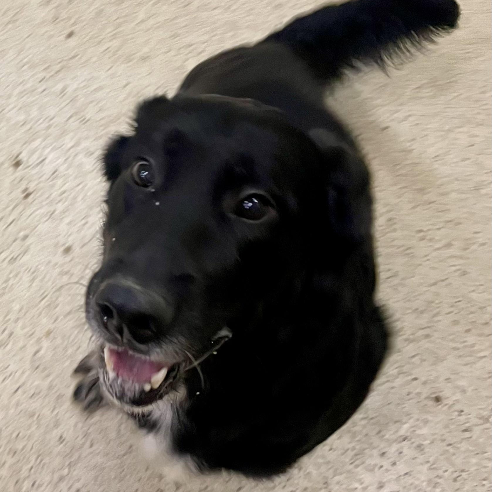 Enlarge Gomez, an adoptable mixed breed in Muncie, IN image 5/6