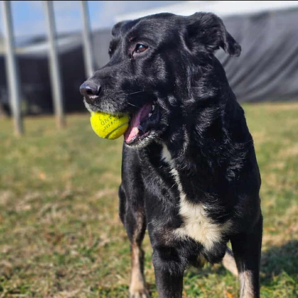 Enlarge Gomez, an adoptable mixed breed in Muncie, IN image 1/6