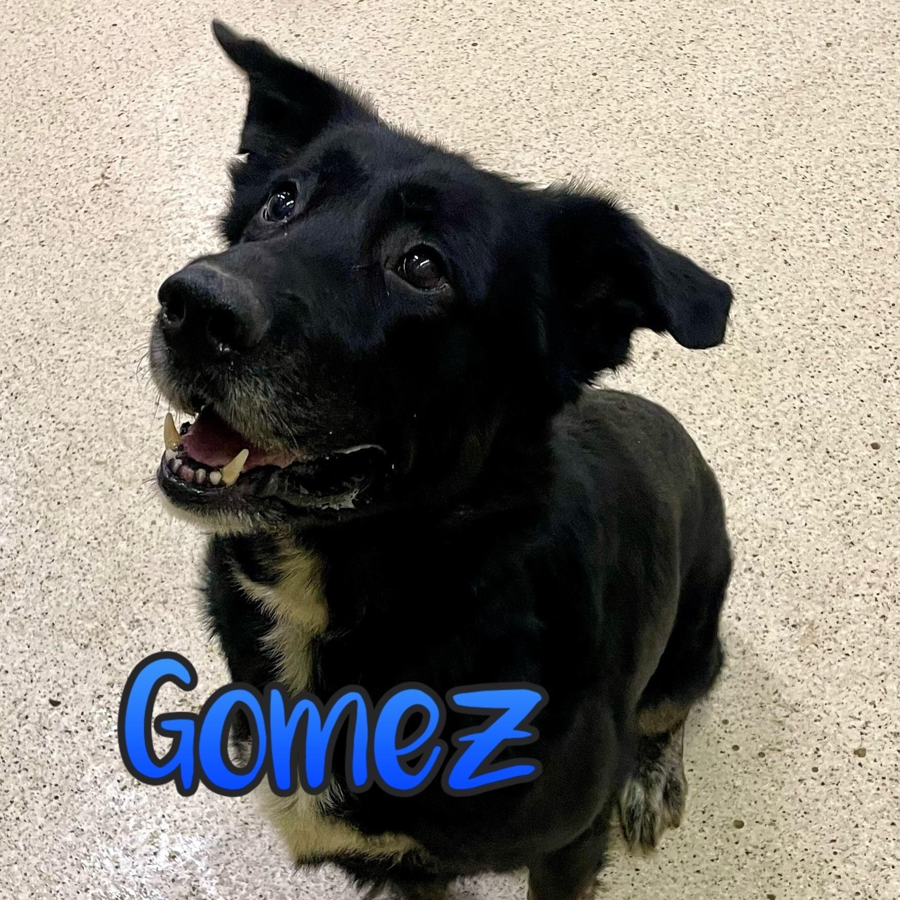Enlarge Gomez, an adoptable mixed breed in Muncie, IN image 3/6