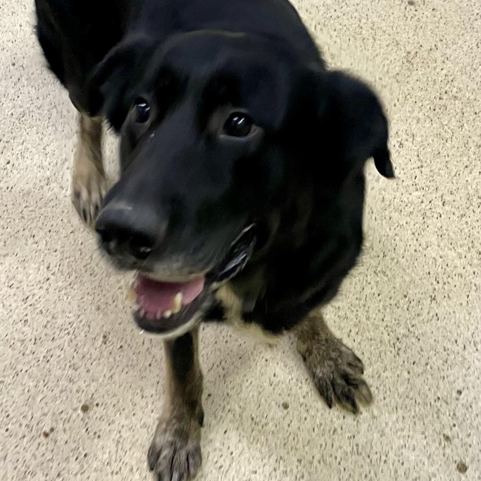 Enlarge Gomez, an adoptable mixed breed in Muncie, IN image 4/6