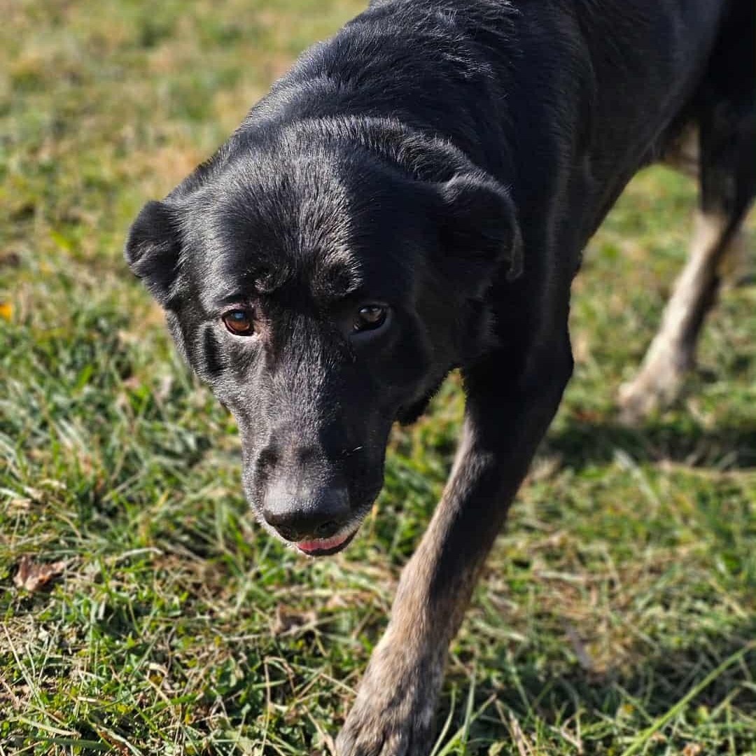 Enlarge Gomez, an adoptable mixed breed in Muncie, IN image 2/6