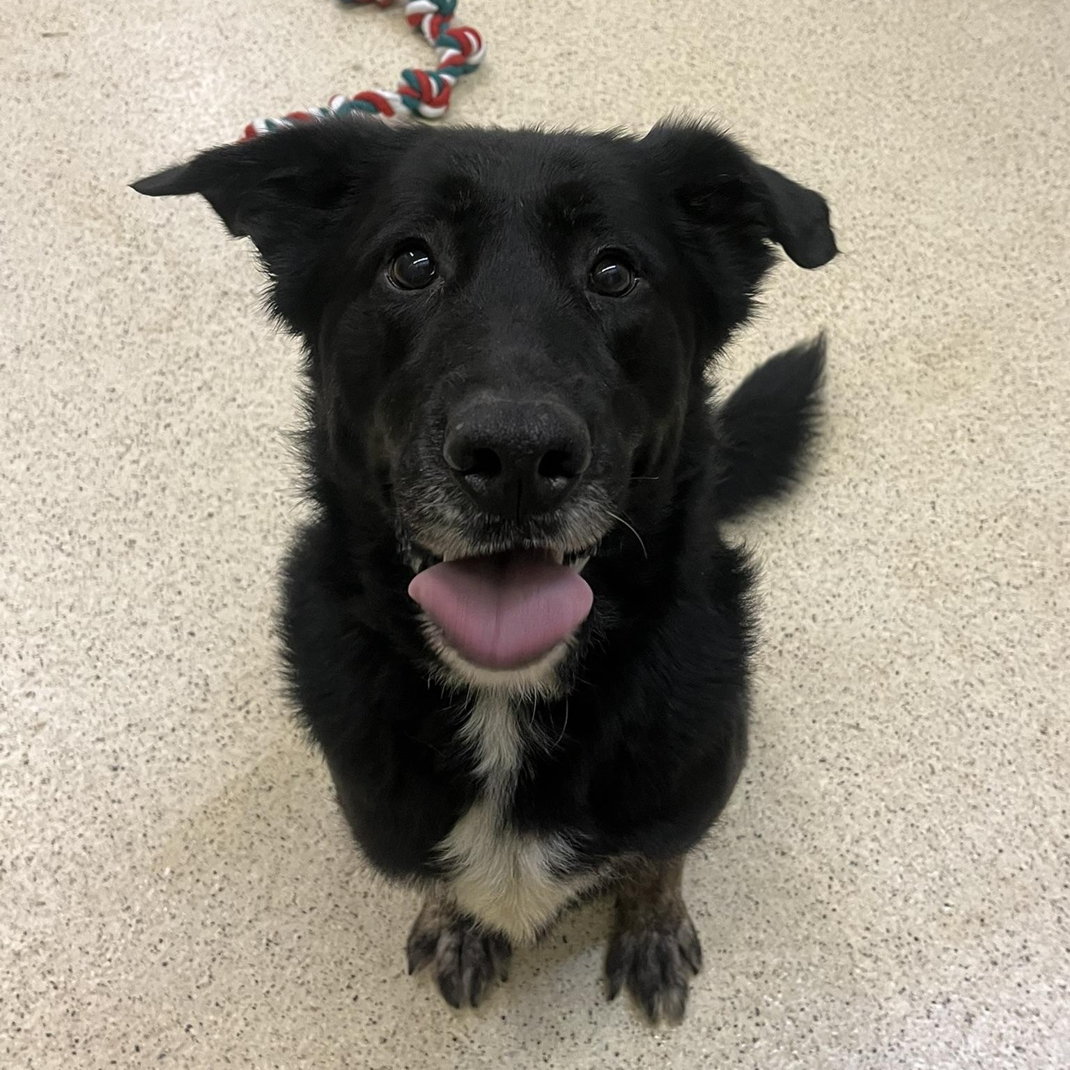 Enlarge Gomez, an adoptable mixed breed in Muncie, IN image 6/6