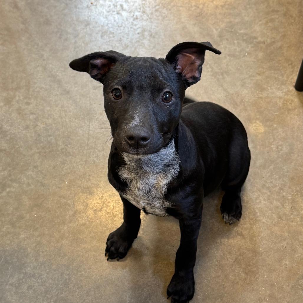Lola, Adoptable, Puppy Female Cattle Dog & Terrier.