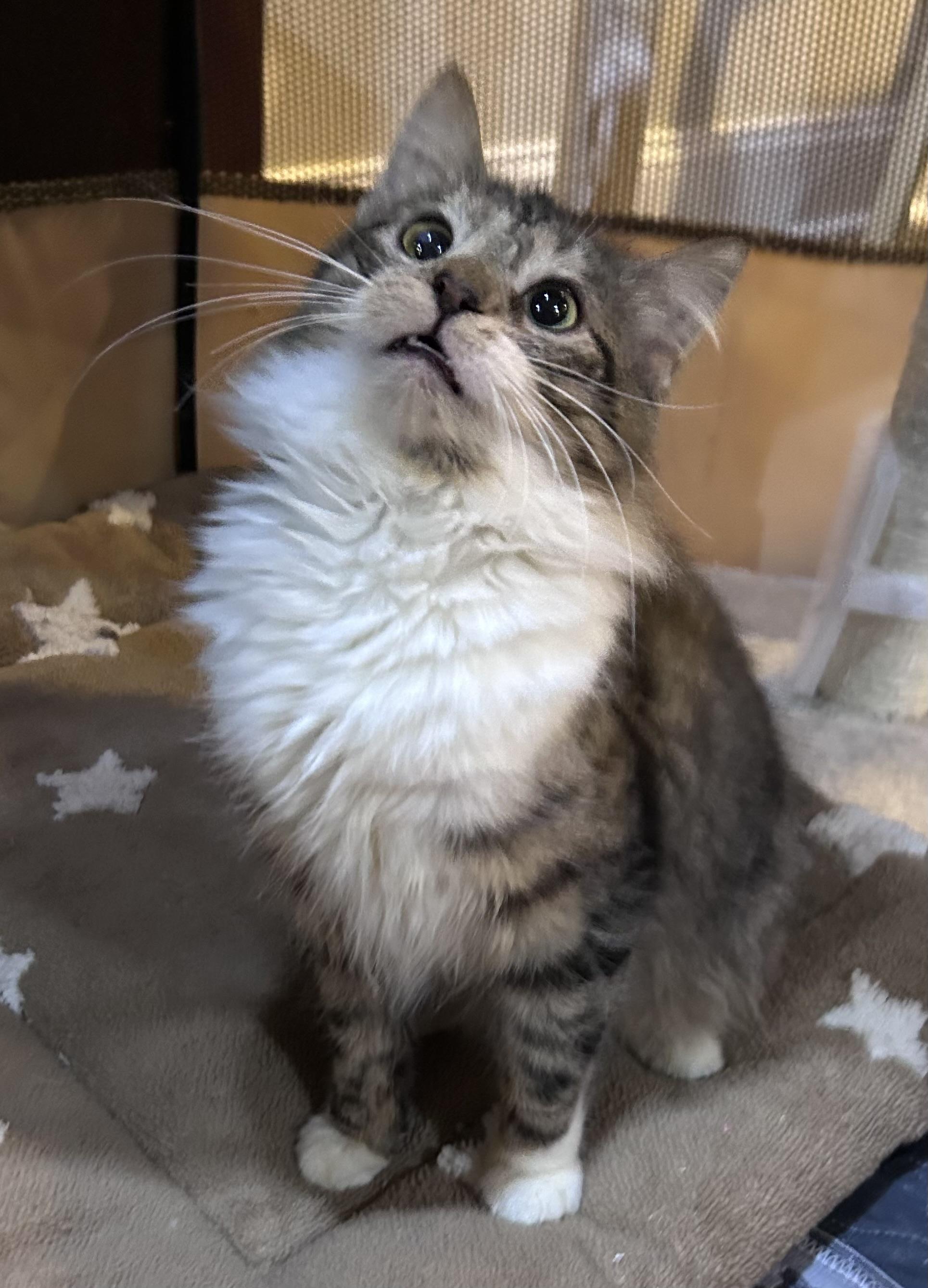 Enlarge Norman, a ADOPTABLE Domestic Long Hair in Allentown, NJ image 2/3