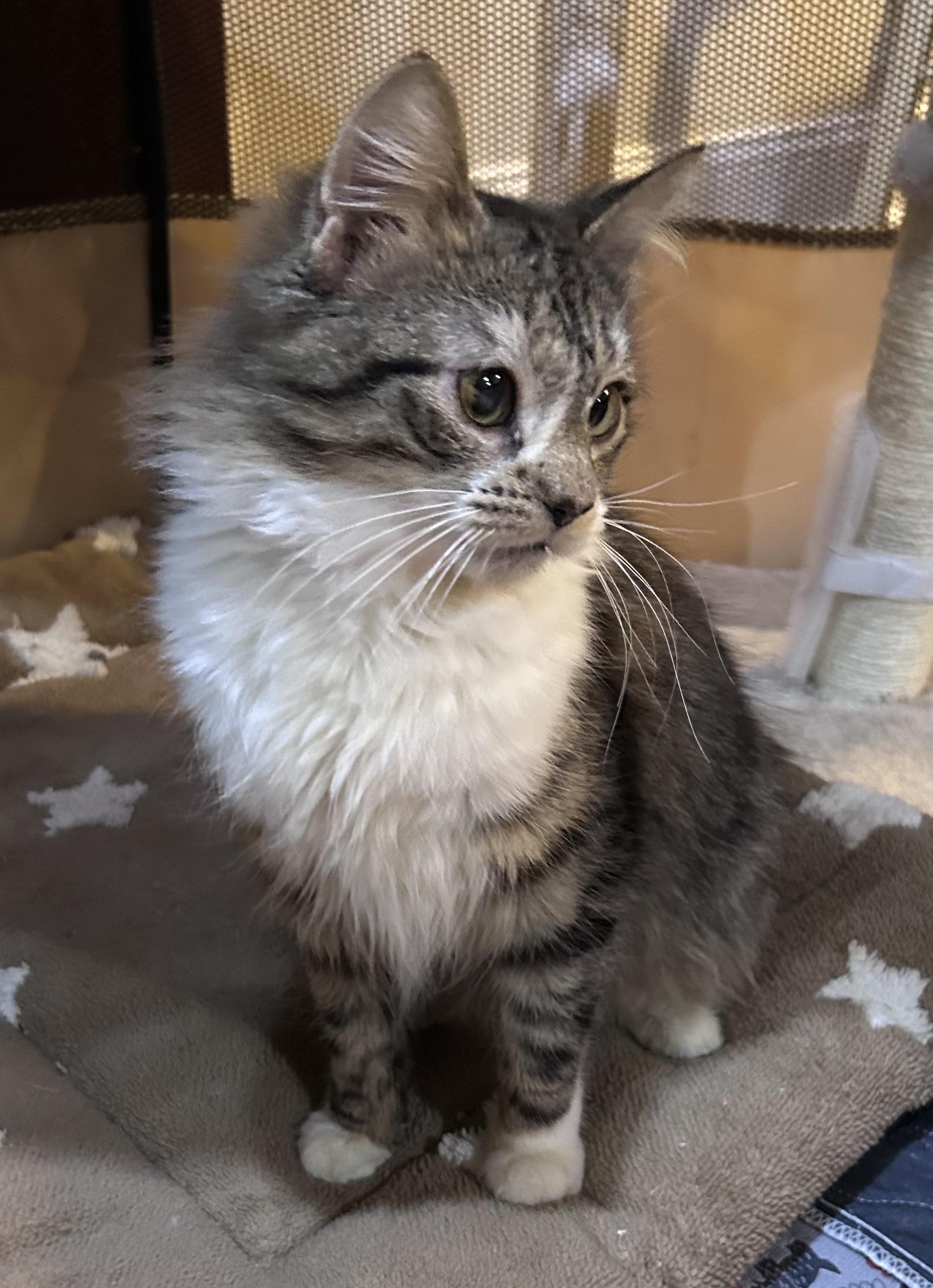 Norman, ADOPTABLE, Young Male Domestic Long Hair.