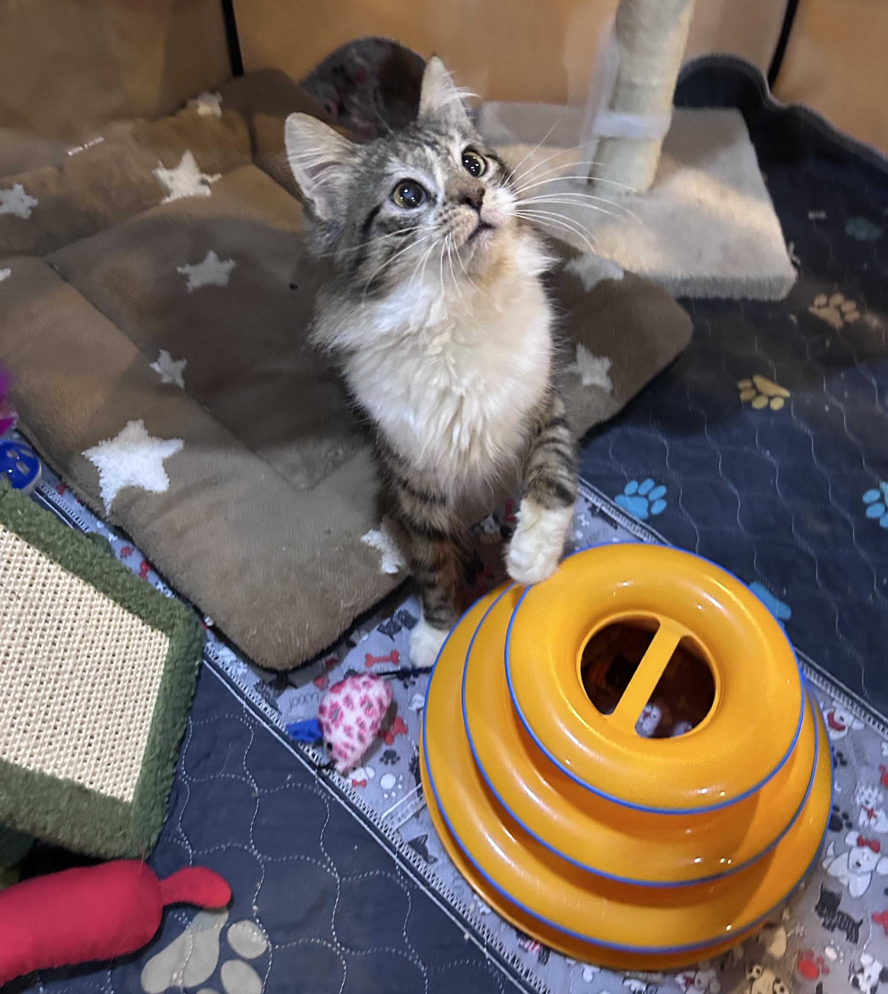 Enlarge Norman, a ADOPTABLE Domestic Long Hair in Allentown, NJ image 3/3