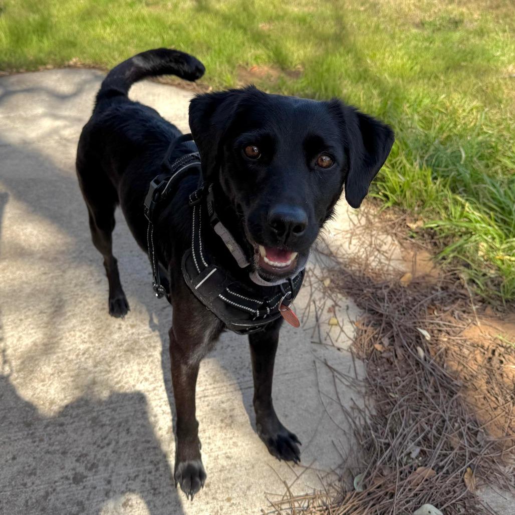 Enlarge Clover, a Adoptable mixed breed in New Braunfels, TX image 1/6