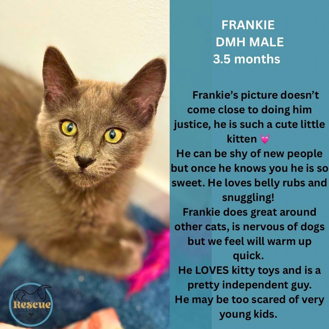 Enlarge Frankie, a Adoptable Domestic Medium Hair in Clive, AB image 1/1
