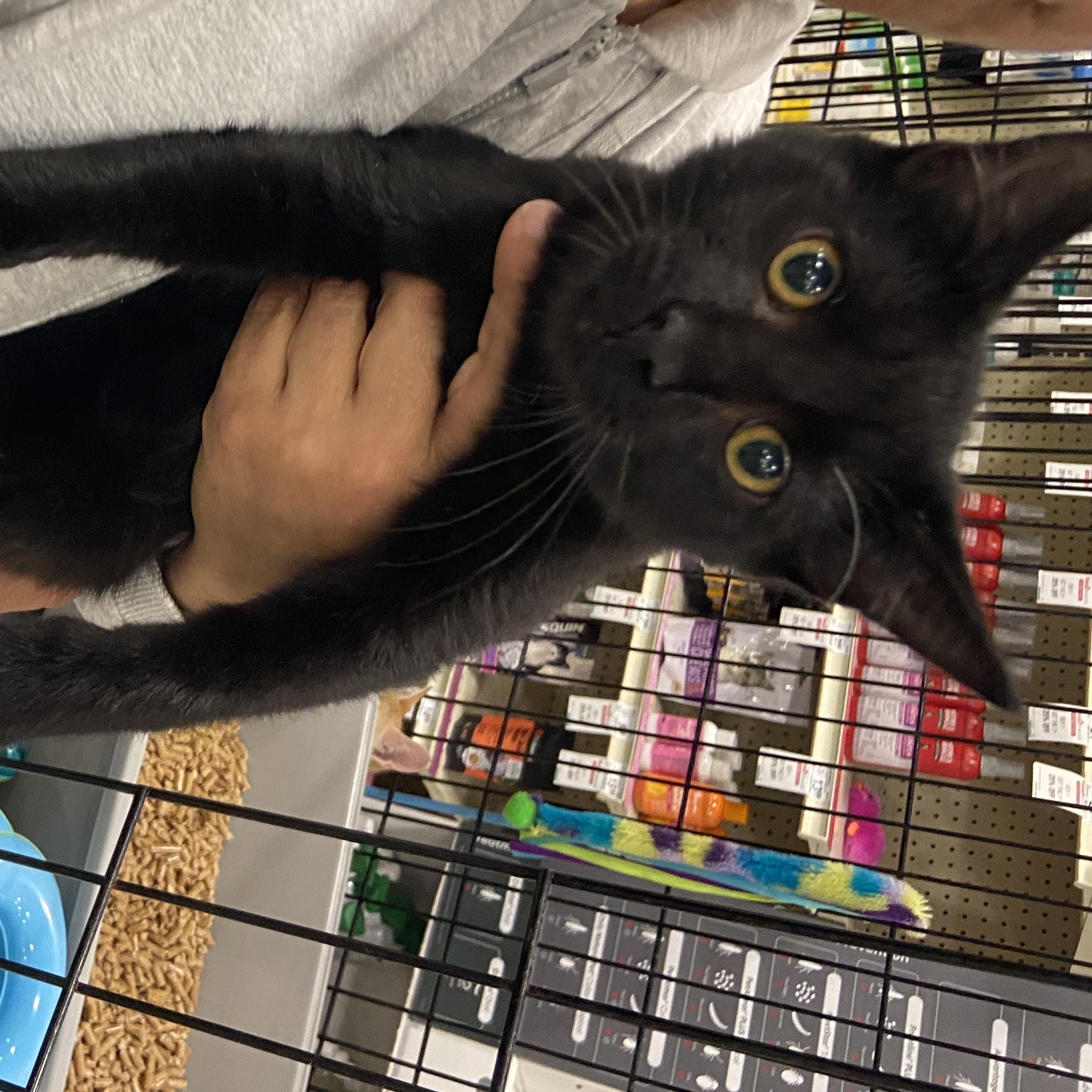 Onyx, a Adoptable Domestic Short Hair in Salinas, CA image 1/2