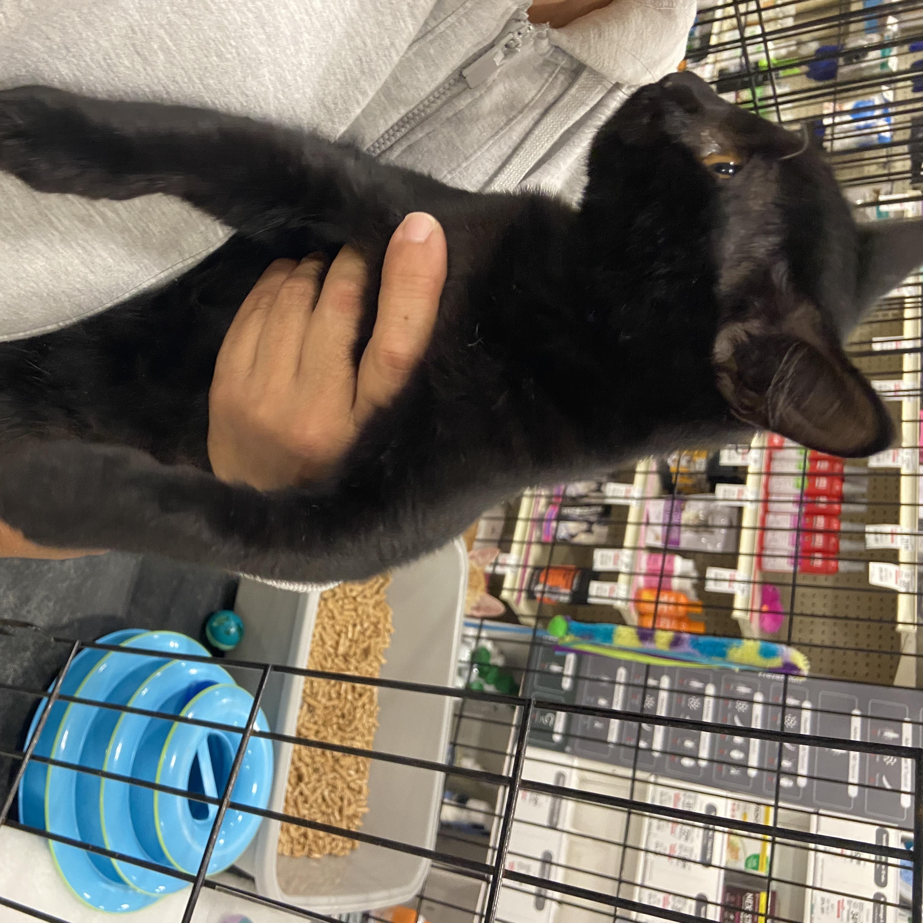 Onyx, a Adoptable Domestic Short Hair in Salinas, CA image 2/2