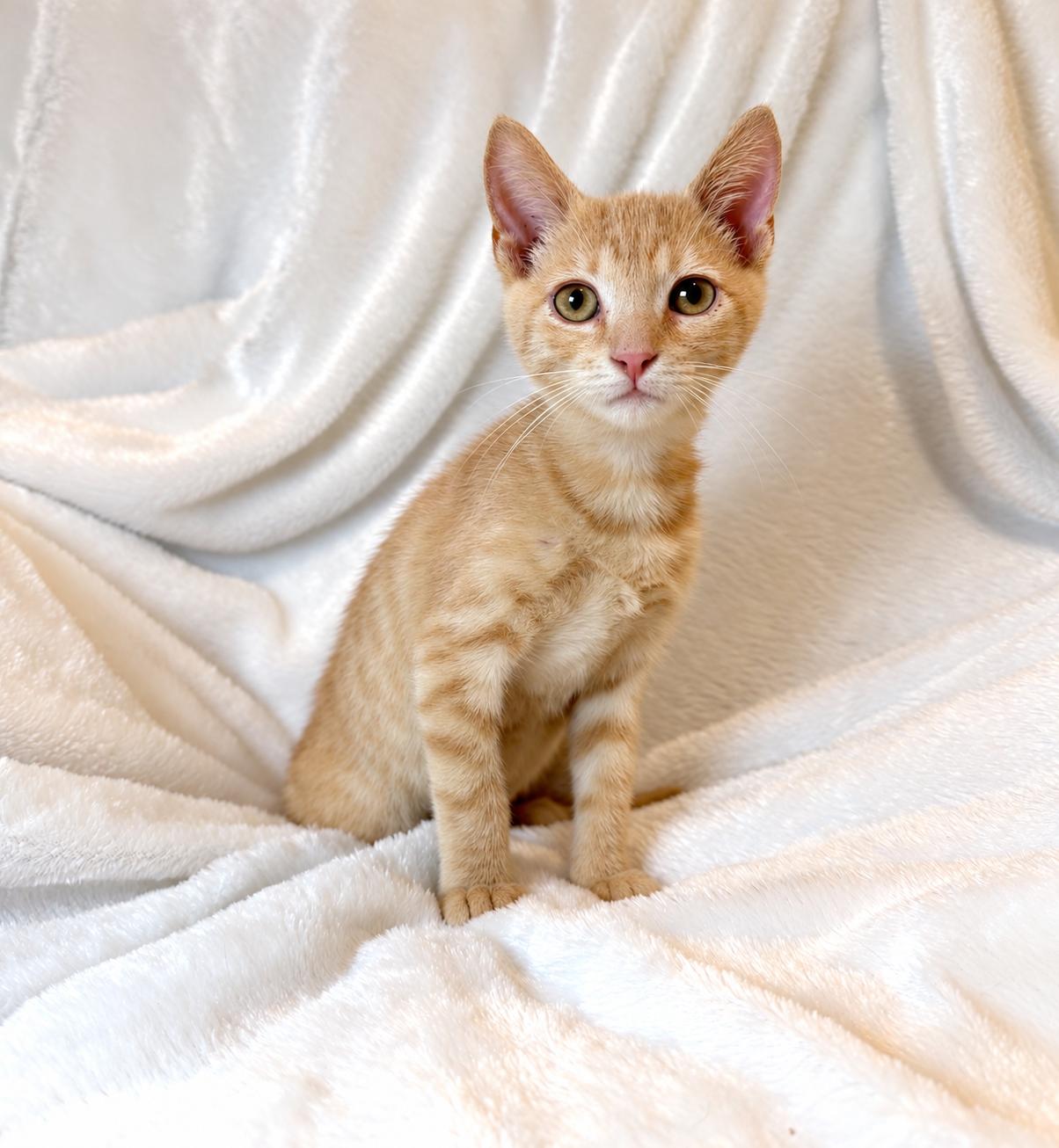 Enlarge Heath, a Adoptable Domestic Short Hair in Copley, OH image 1/1
