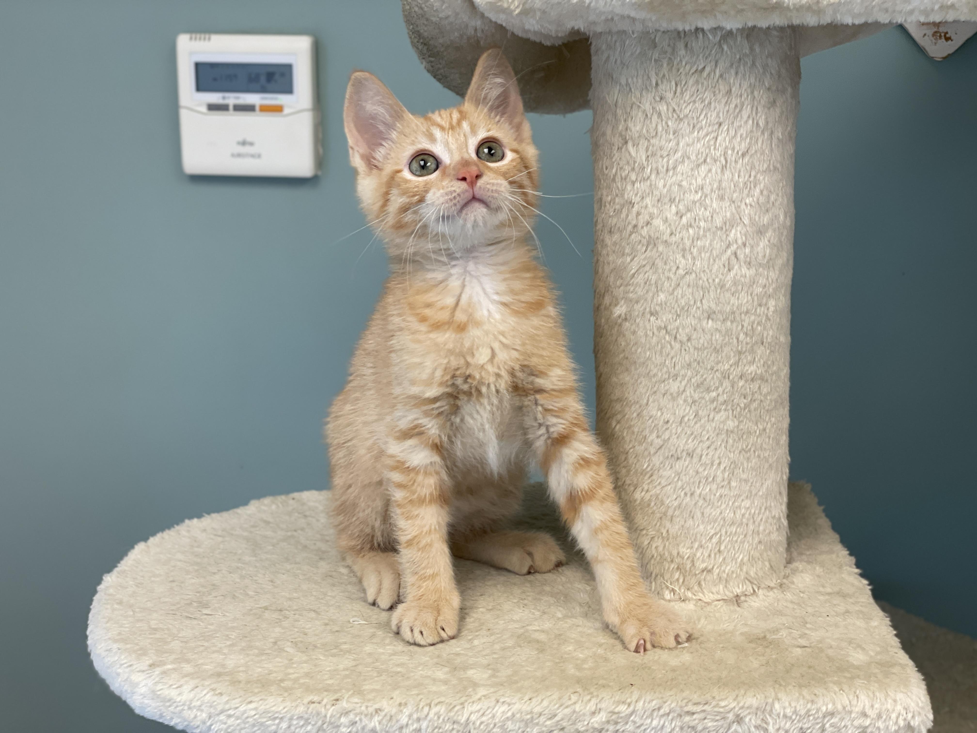 Cheddar, Baby Male Domestic Short Hair
