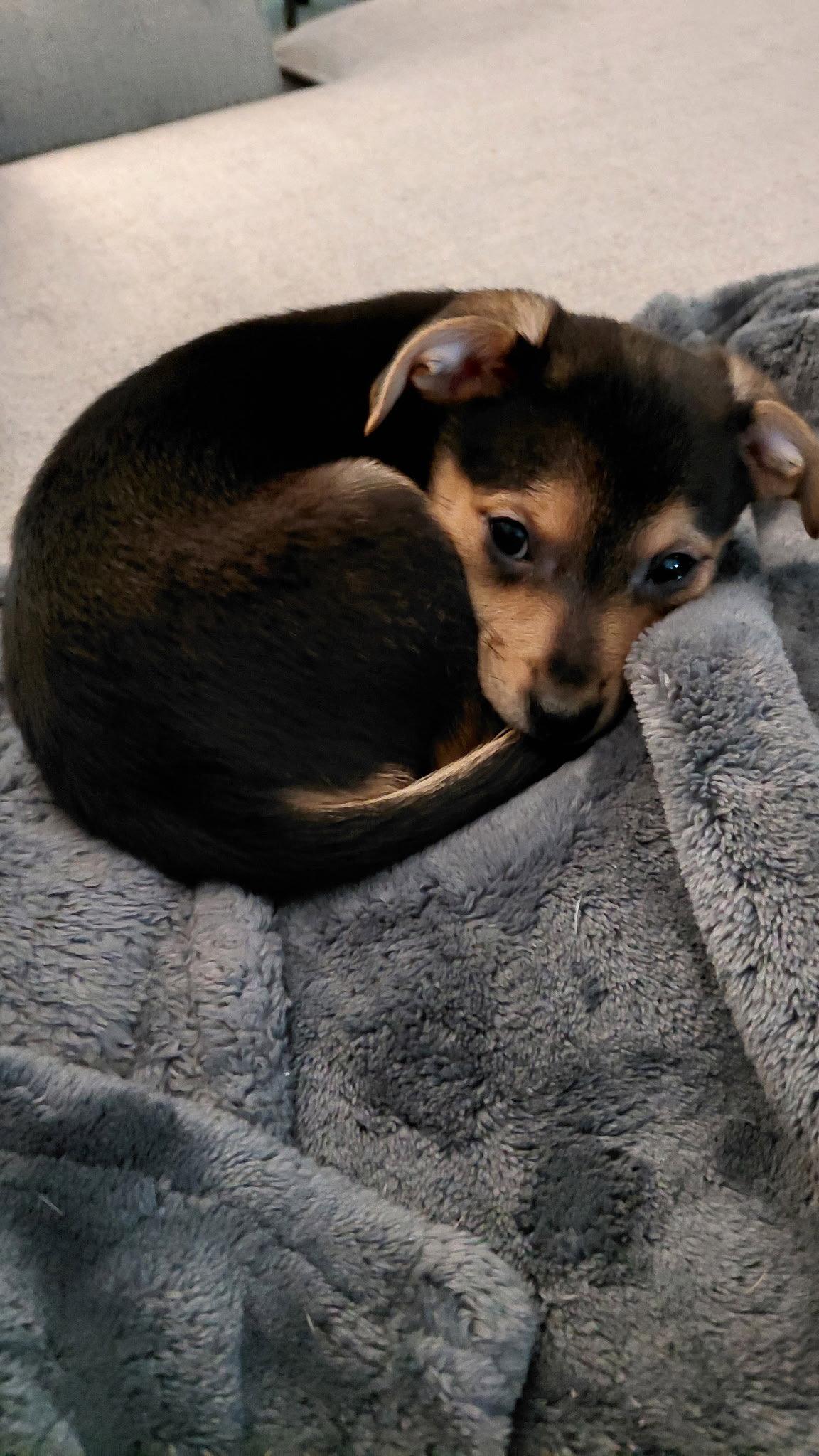 Ernie, Adoptable, Puppy Male Chihuahua & Australian Shepherd.