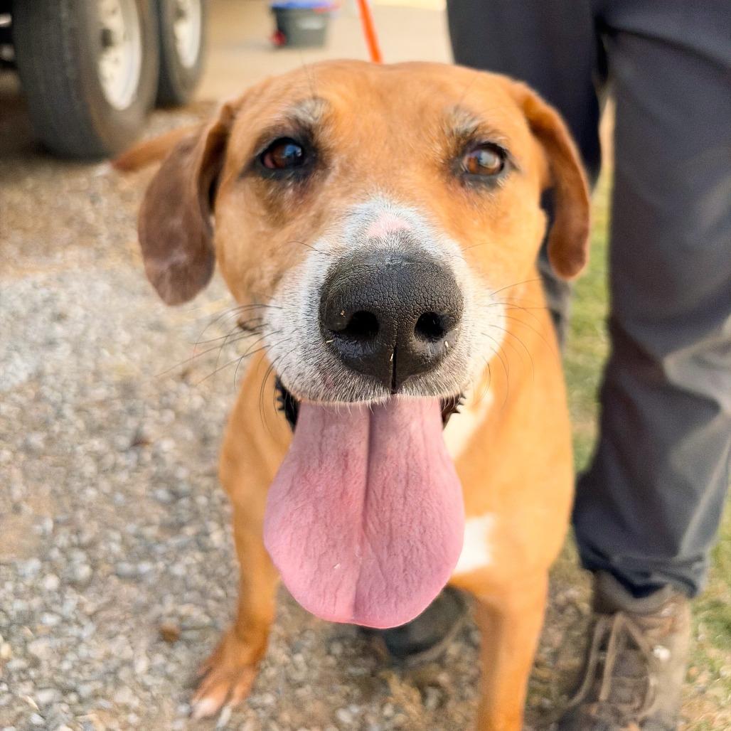 Zoey, Adoptable, Adult Female Hound & Mixed Breed.