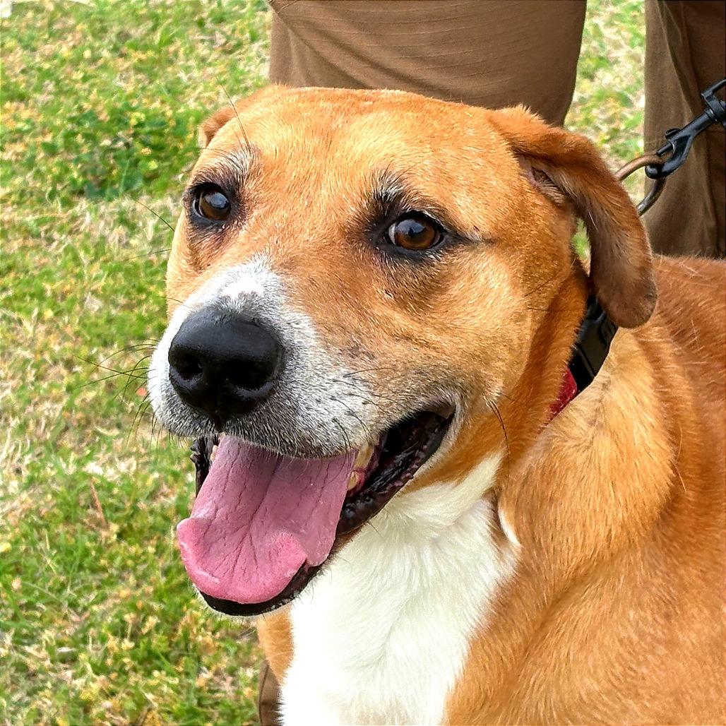 Enlarge Zoey, a Adoptable mixed breed in Tulsa, OK image 2/3
