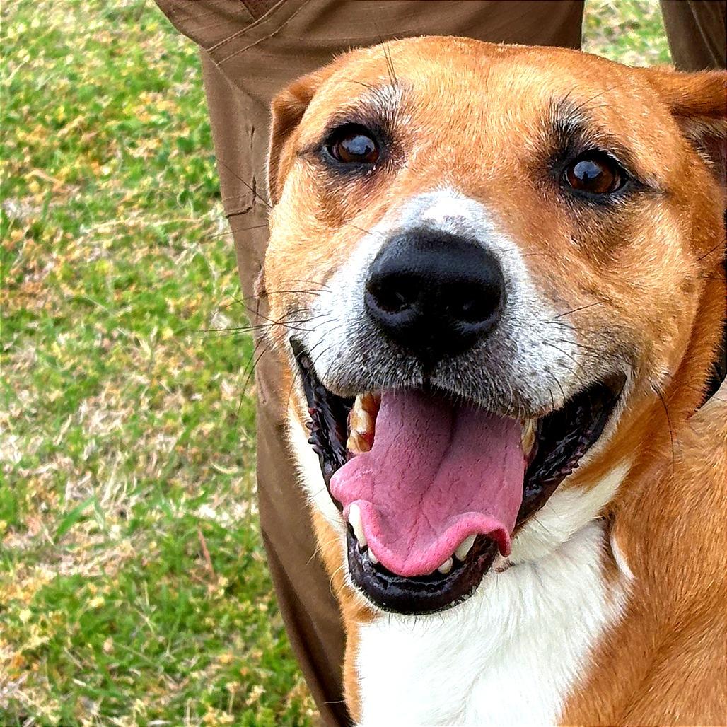 Enlarge Zoey, a Adoptable mixed breed in Tulsa, OK image 3/3