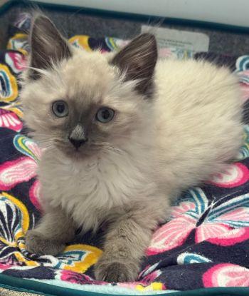 Maisie (Artemis), adopted, Kitten Female Ragdoll.