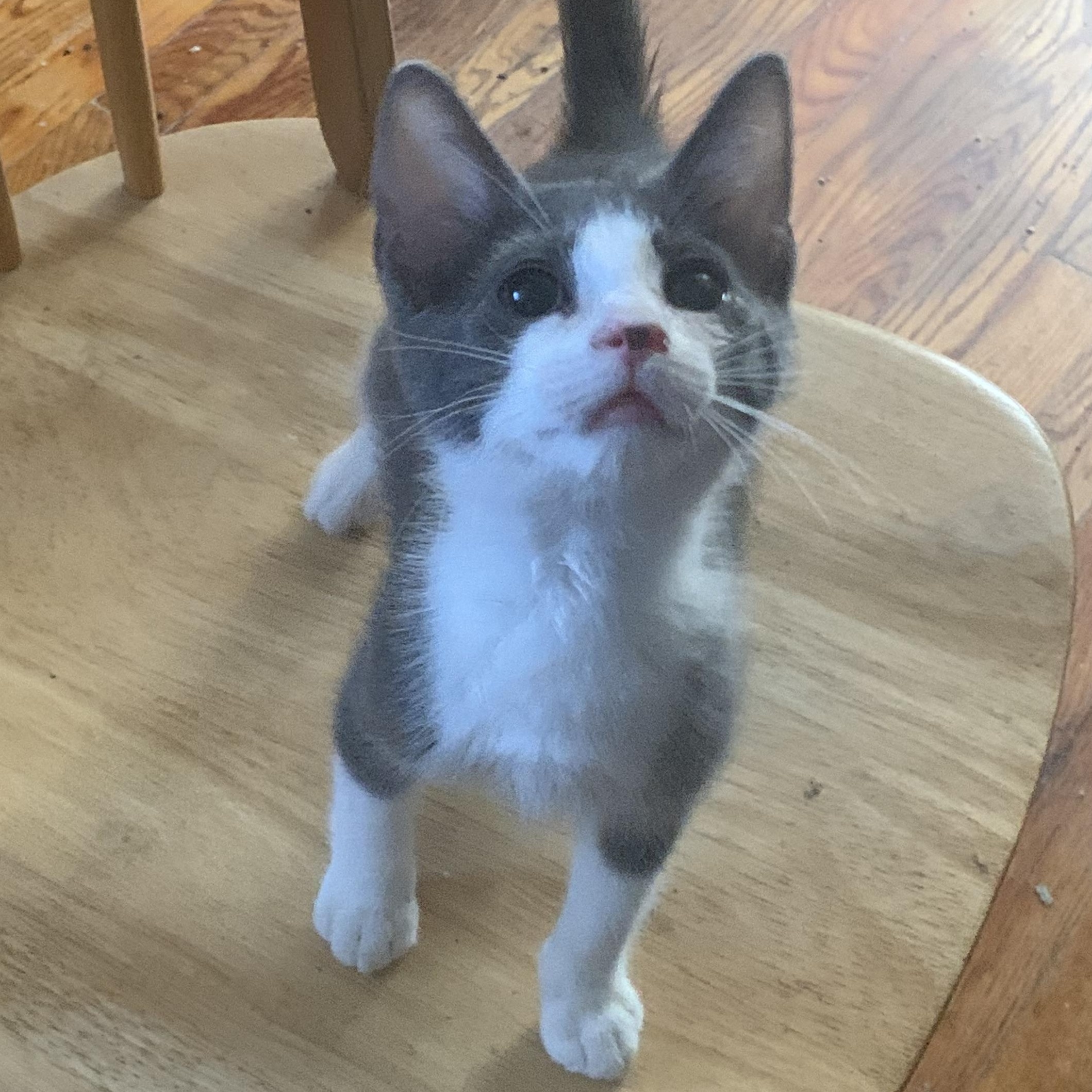 Enlarge Juniper, a Adoptable Domestic Short Hair in Brooklyn, NY image 1/2