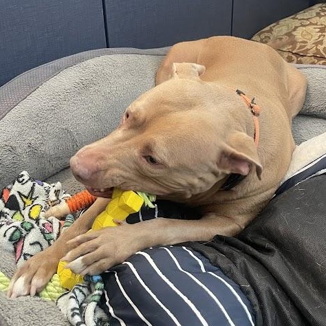 Tawny Cm thumbnail 2