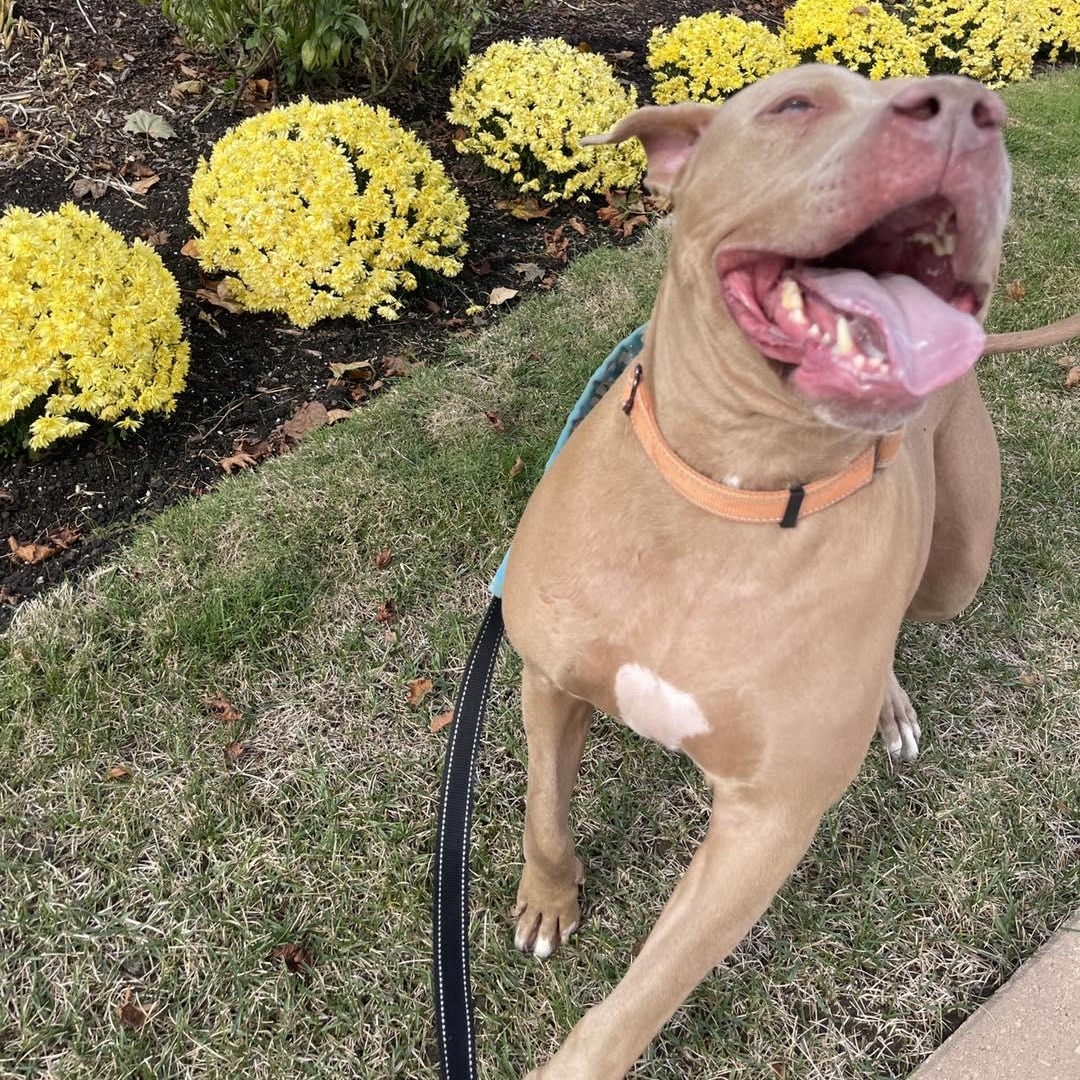 Tawny Cm thumbnail 3