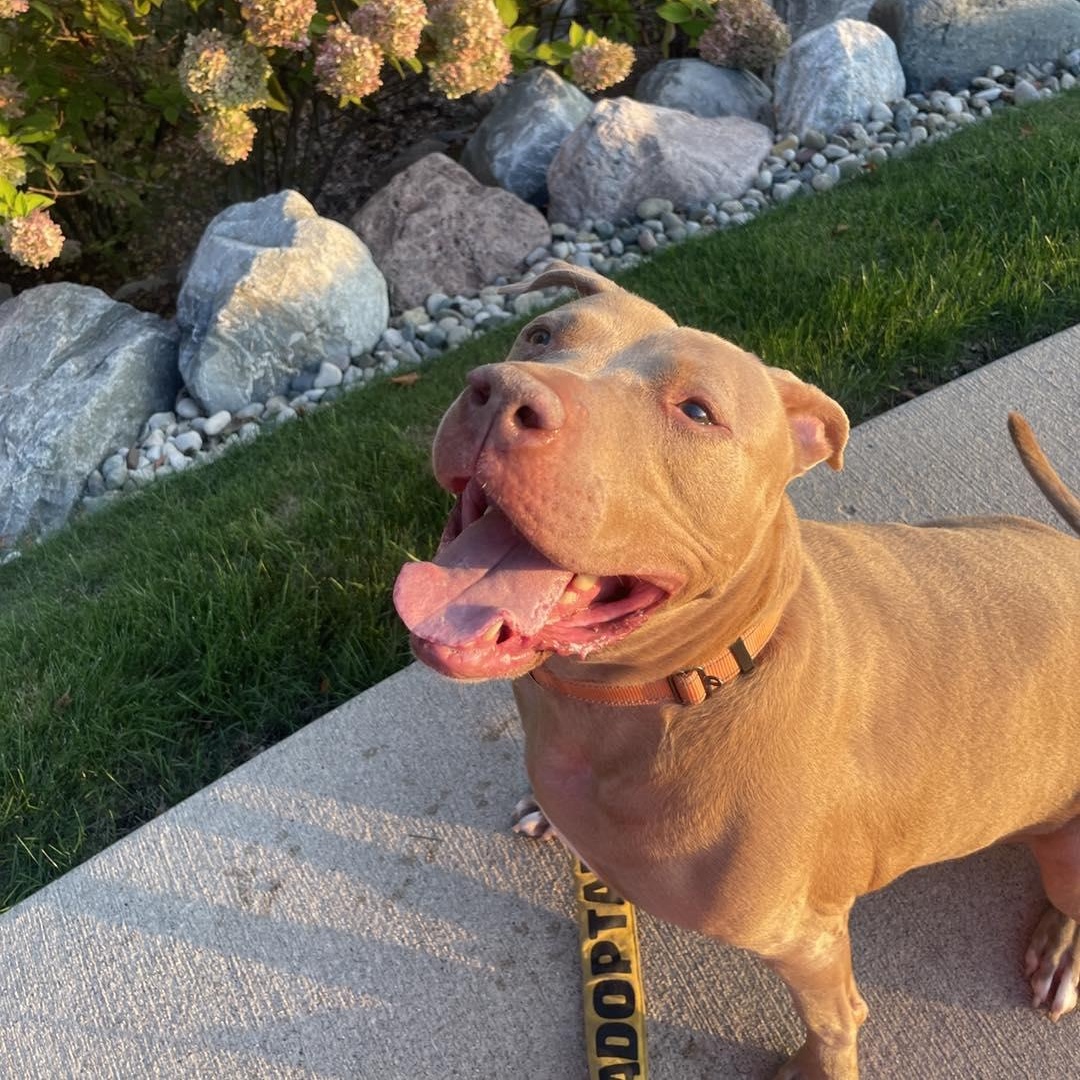 Tawny Cm thumbnail 4