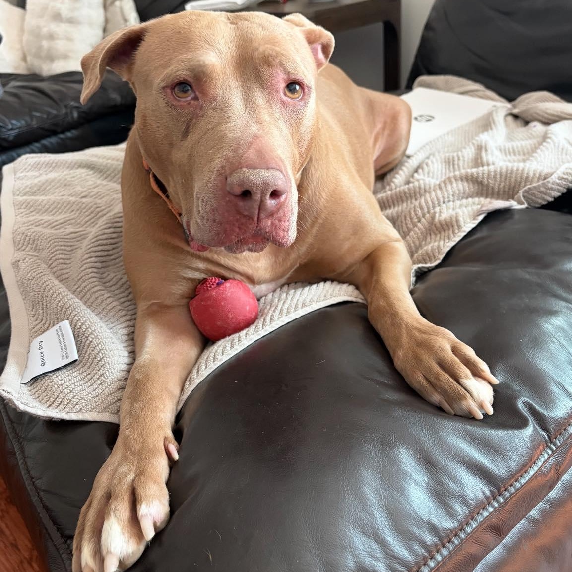 Tawny Cm thumbnail 6