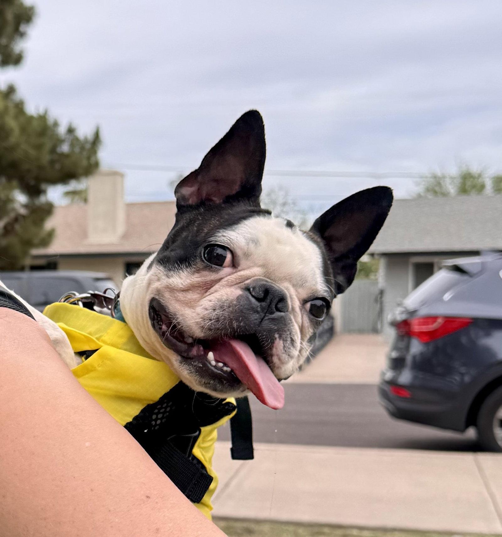 Enlarge Champ, a Adoptable Boston Terrier in Scottsdale, AZ image 1/3