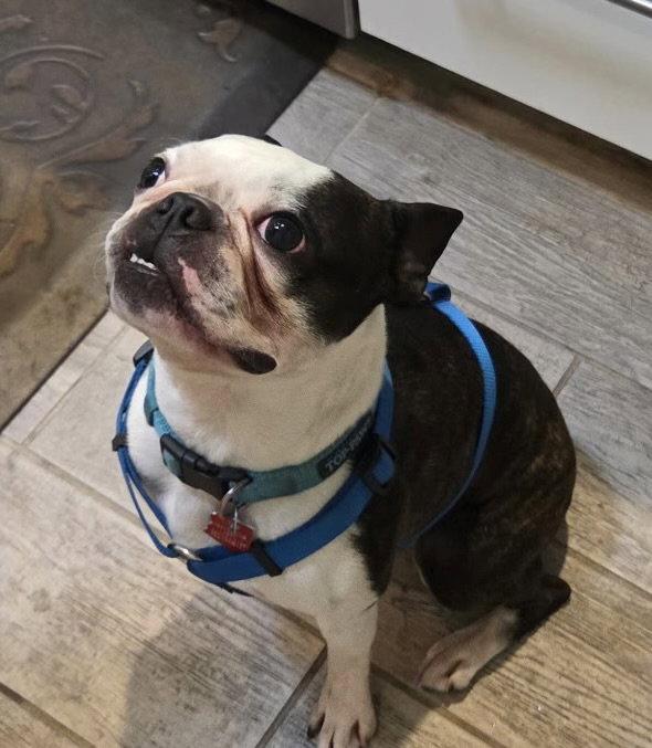 Enlarge Champ, a Adoptable Boston Terrier in Scottsdale, AZ image 2/3
