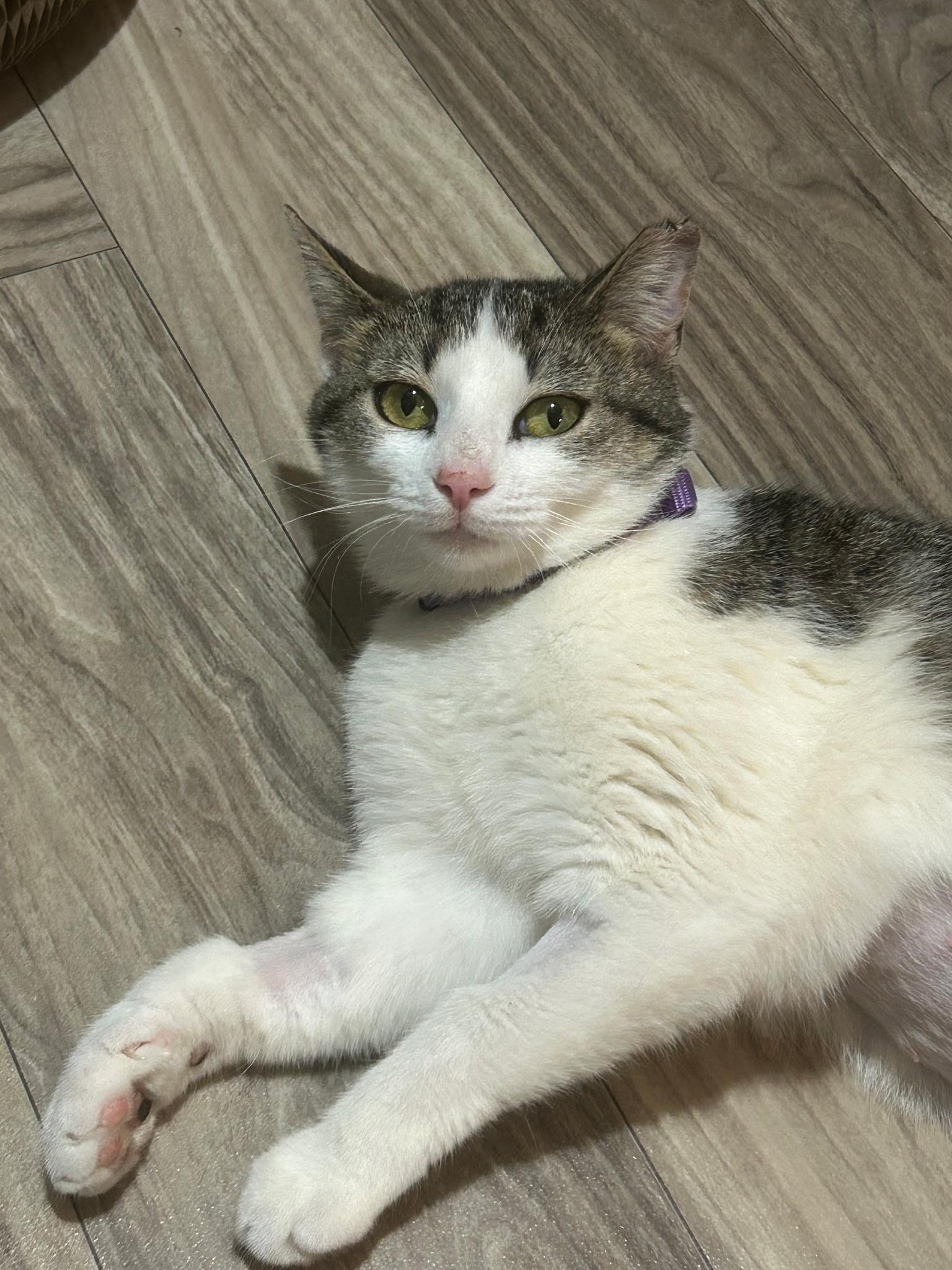 Enlarge Pepper, a ADOPTABLE Domestic Short Hair in Concord, NC image 5/5