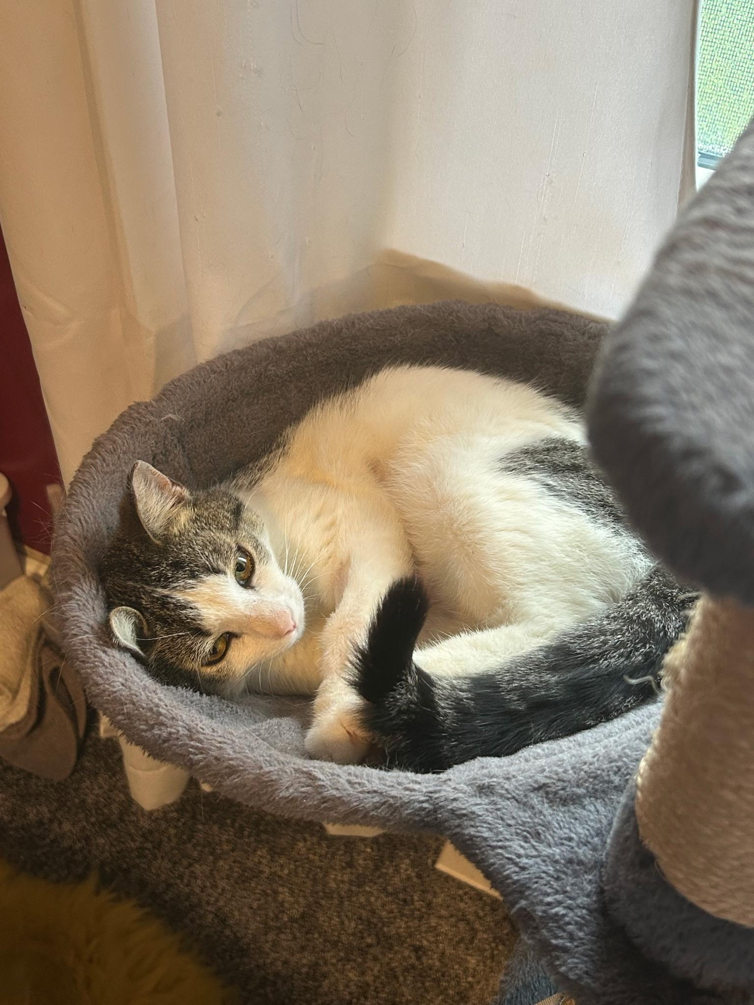 Enlarge Pepper, a ADOPTABLE Domestic Short Hair in Concord, NC image 4/5