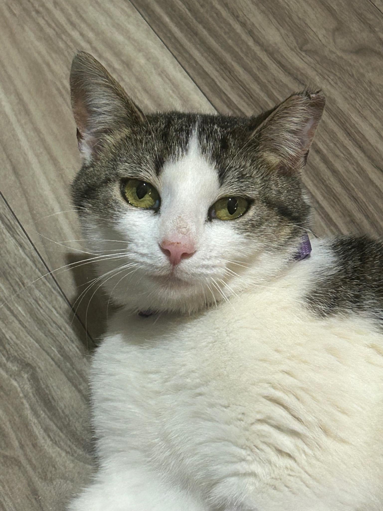 Enlarge Pepper, a ADOPTABLE Domestic Short Hair in Concord, NC image 1/5