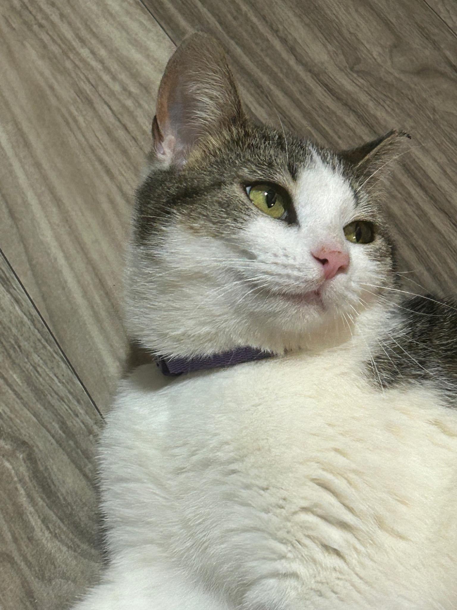 Enlarge Pepper, a ADOPTABLE Domestic Short Hair in Concord, NC image 3/5