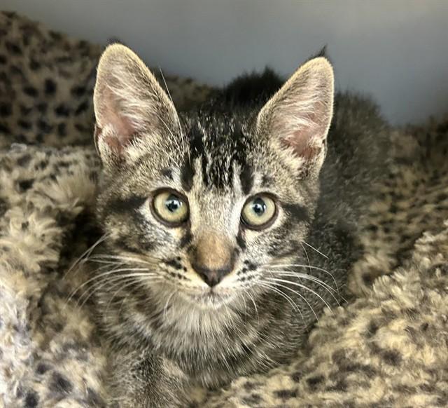 BAELA, Adoptable, Kitten Female Domestic Short Hair.