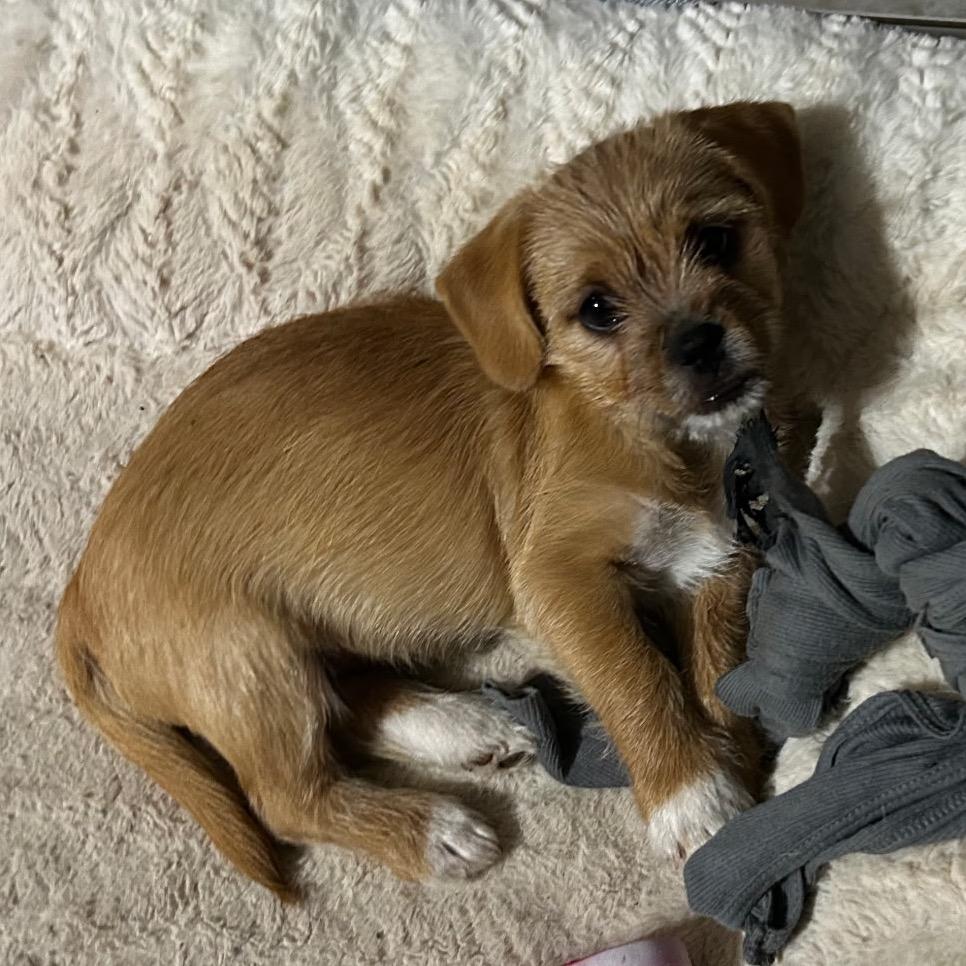 Enlarge Socks, a Adoptable mixed breed in Glendale, AZ image 1/2