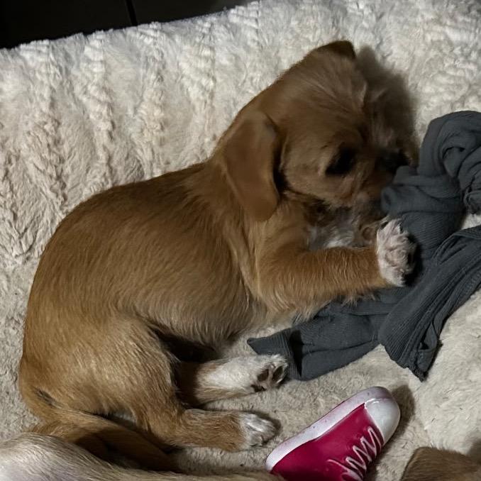 Enlarge Socks, a Adoptable mixed breed in Glendale, AZ image 2/2