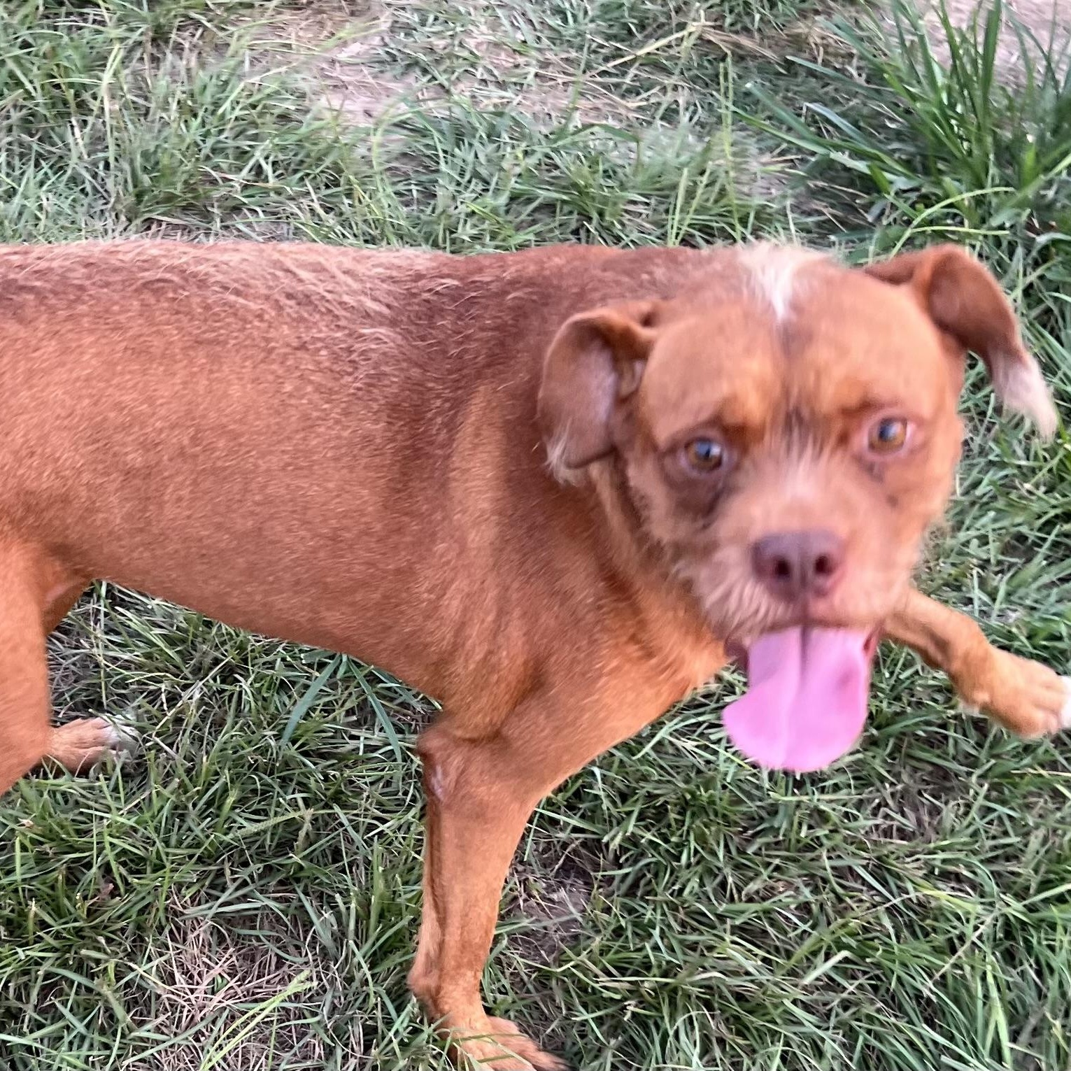 Legs - Local Sept 26-28