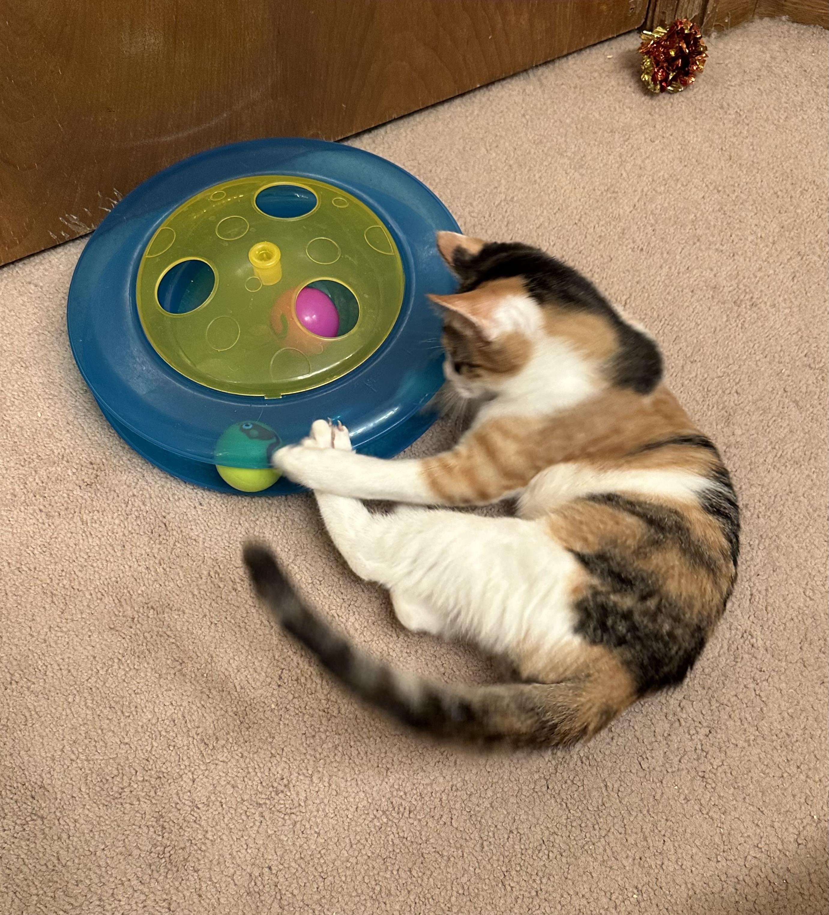 Wizzer (bonded to Tango)