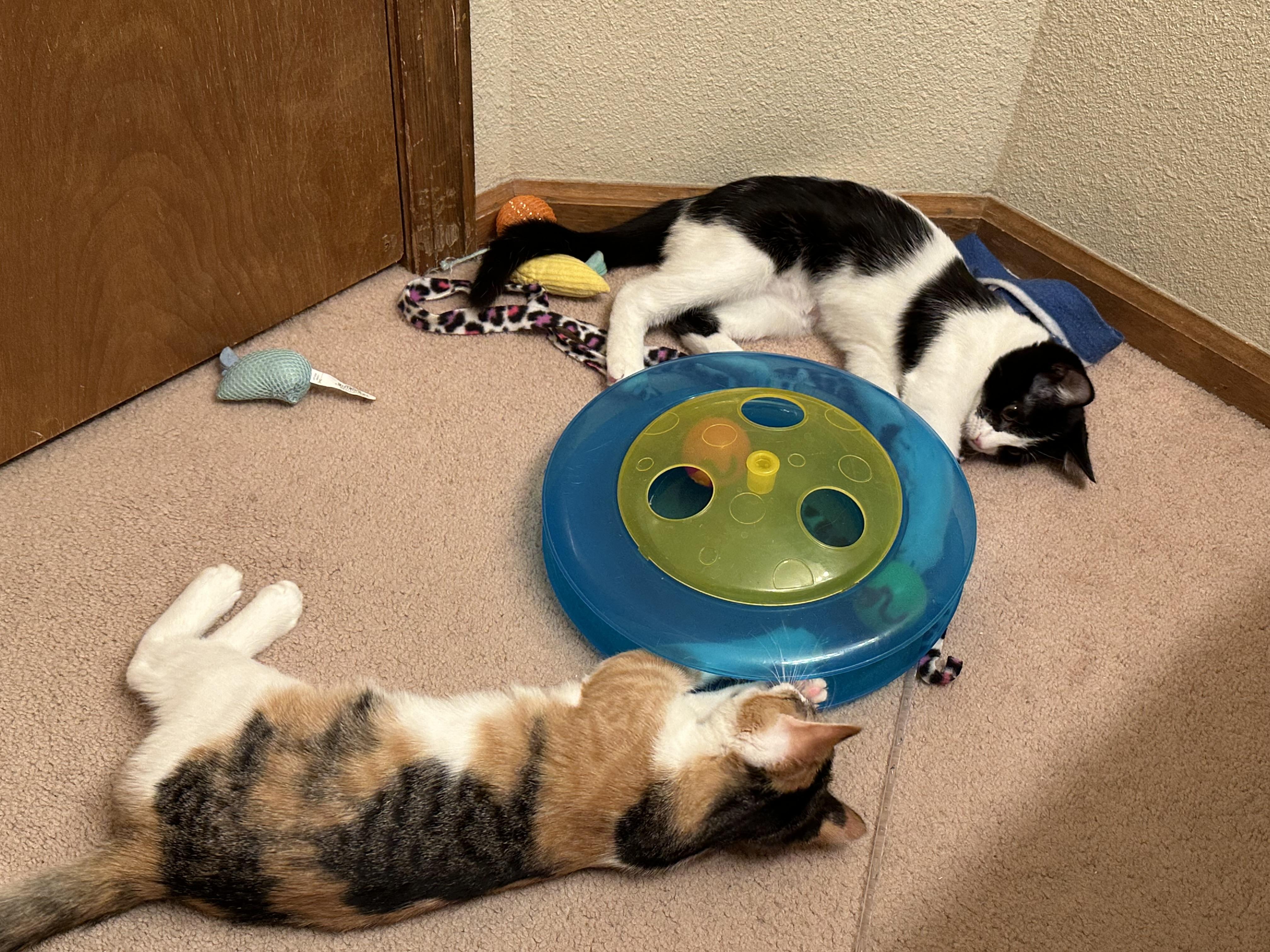 Wizzer (bonded to Tango)